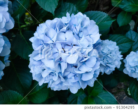 一朵明亮的淡藍色繡球花在初夏 91304295