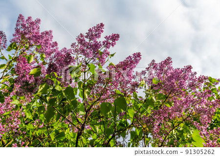 The Lilac branches against a cloudy sky The Lilac branches against a cloudy sky 91305262