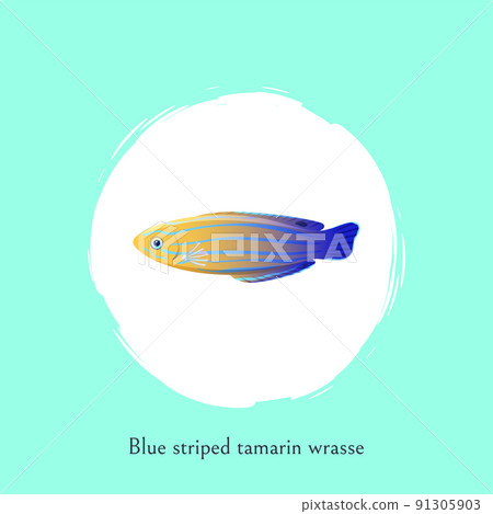 Blue Striped Tamarin Wrasse Illustration Poster 91305903