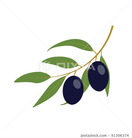 black olive shrub isolated on white background black olive shrub isolated on white background 91306374