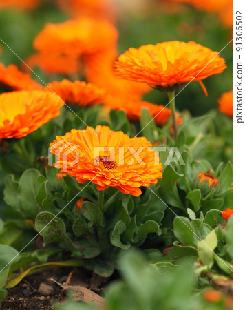 marigold, orange, oranges 91306502