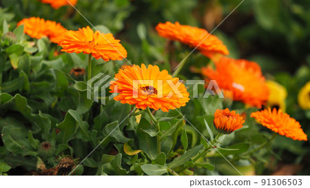 marigold, orange, oranges 91306503