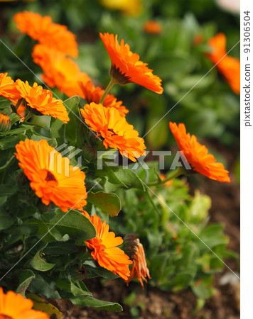 marigold, botanic, botanical 91306504