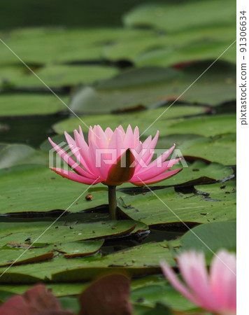 Water lily Water lily 91306634