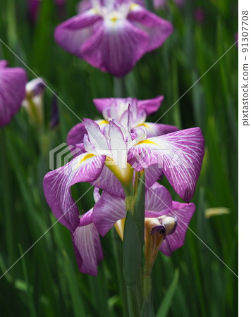日本鳶尾 日本鳶尾 91307708