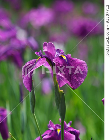 日本鳶尾 日本鳶尾 91307712