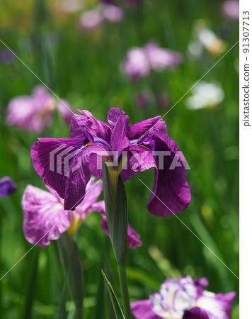 日本鳶尾 91307713