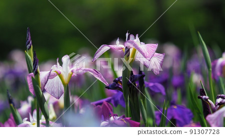 Japanese iris 91307728
