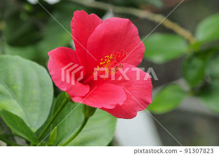 夏季形象（芙蓉） 91307823