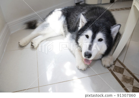 西伯利亞哈士奇在地板上微笑 西伯利亞哈士奇在地板上微笑 91307860