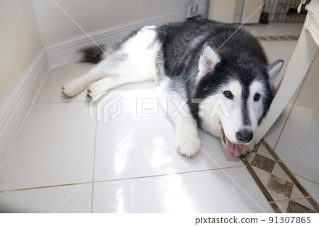 西伯利亞哈士奇在地板上微笑 91307865