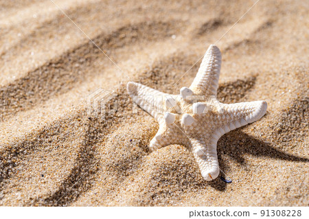 Knobby starfish on a sea sand on a sunny day. Copy space. Knobby starfish on a sea sand on a sunny day. Copy space. 91308228