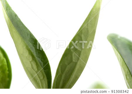 Close-up of the leaves of squash seedlings on a white background. 91308342