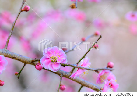 Plum Blossom "Beautiful Plum Blossom Close-up" Tourist attraction that Miyamoto Musashi is said to have formed a meditation: Taniozaki Bairin Park Plum Blossom "Beautiful Plum Blossom Close-up" Tourist attraction that Miyamoto Musashi is said to have formed a meditation: Taniozaki Bairin Park 91308802