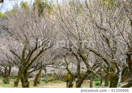 梅花“美麗的梅花,梅林公園風景” 據說宮本武藏形成了禪宗的旅遊勝地:谷崎梅林公園 梅花“美麗的梅花,梅林公園風景” 據說宮本武藏形成了禪宗的旅遊勝地:谷崎梅林公園 91308906