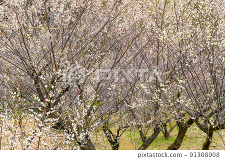梅花“美麗的梅花,梅林公園風景” 據說宮本武藏形成了禪宗的旅遊勝地:谷崎梅林公園 梅花“美麗的梅花,梅林公園風景” 據說宮本武藏形成了禪宗的旅遊勝地:谷崎梅林公園 91308908