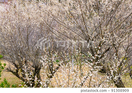 梅花“美麗的梅花，梅林景觀” 據說宮本武藏冥想的旅遊勝地：谷崎梅林公園 91308909