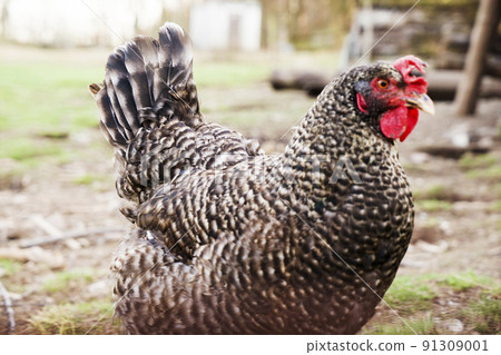 chickens in the farm yard , field domestic poultry 91309001