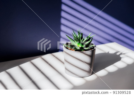 Green succulent in concrete plant pot with decorative shadows on purple wall and table surface in home interior. Game of shadows on a wall from window at the sunny day. Graphic minimalist background. 91309528