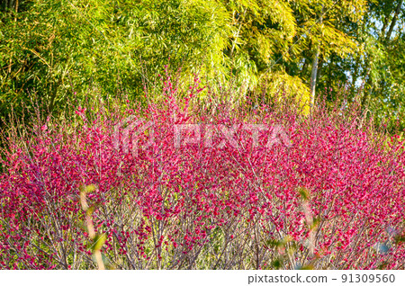 梅花“美麗的梅花,梅林景觀” 據說宮本武藏冥想的旅遊勝地:谷崎梅林公園 梅花“美麗的梅花,梅林景觀” 據說宮本武藏冥想的旅遊勝地:谷崎梅林公園 91309560