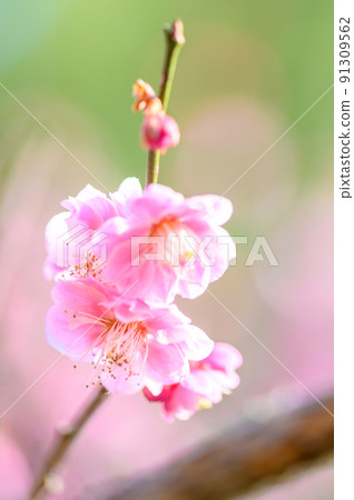 Plum Blossom "Beautiful Plum Blossom Close-up" Tourist attraction that Miyamoto Musashi is said to have formed a meditation: Taniozaki Bairin Park Plum Blossom "Beautiful Plum Blossom Close-up" Tourist attraction that Miyamoto Musashi is said to have formed a meditation: Taniozaki Bairin Park 91309562