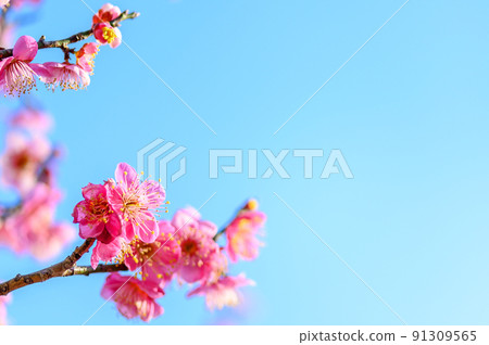 梅花“美麗的梅花特寫”據說宮本武藏冥想的旅遊景點:谷崎梅林公園 梅花“美麗的梅花特寫”據說宮本武藏冥想的旅遊景點:谷崎梅林公園 91309565