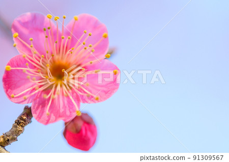 梅花“美麗的梅花特寫”據說宮本武藏冥想的旅遊景點:谷崎梅林公園 梅花“美麗的梅花特寫”據說宮本武藏冥想的旅遊景點:谷崎梅林公園 91309567