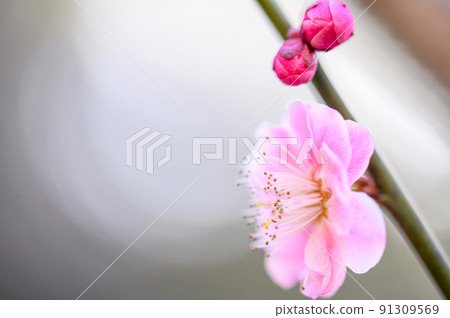 梅花“美麗的梅花特寫”據說宮本武藏冥想的旅遊景點：谷崎梅林公園 91309569