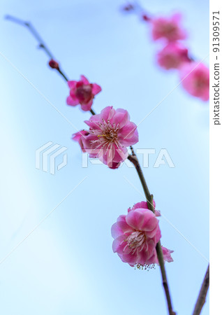 Plum Blossom "Beautiful Plum Blossom Close-up" Tourist attraction that Miyamoto Musashi is said to have formed a meditation: Taniozaki Bairin Park Plum Blossom "Beautiful Plum Blossom Close-up" Tourist attraction that Miyamoto Musashi is said to have formed a meditation: Taniozaki Bairin Park 91309571