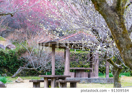 Plum blossom "Umebayashi scenery and resting place" Tourist attraction that Miyamoto Musashi is said to have formed a meditation: Taniozaki Umebayashi Park 91309584