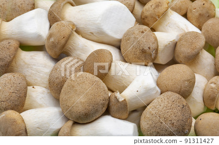 Pleurotus eryngii mushrooms closeup. Pleurotus eryngii mushrooms closeup. 91311427