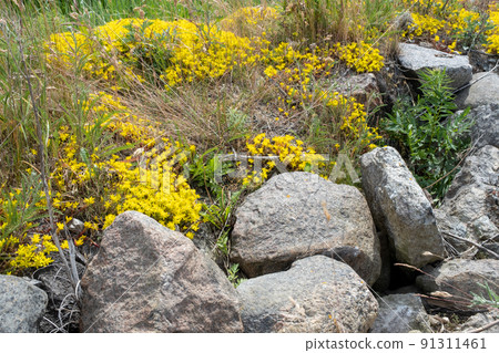 Sedum acre, flowering plant with yellow flowers between stones, close-up Sedum acre, flowering plant with yellow flowers between stones, close-up 91311461