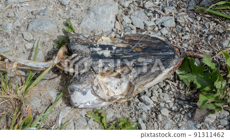 a dead pike's head is lying on the ground by the sea. a dead pike's head is lying on the ground by the sea. 91311462