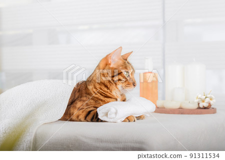 Bengal cat with body massage in the spa. Bengal cat with body massage in the spa. 91311534