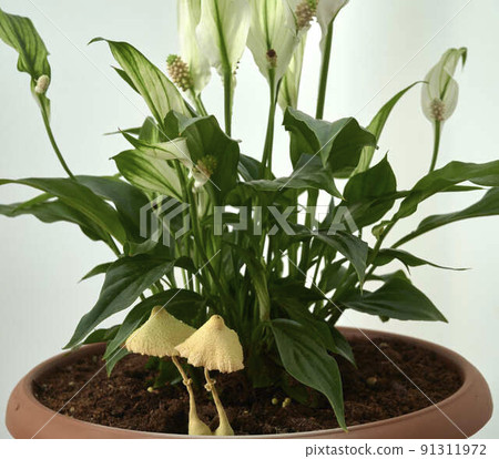 small white beautiful mushrooms in a pot with a green indoor flower 91311972