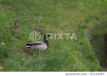 Couple of ducks resting on a pond border in grass 91312067