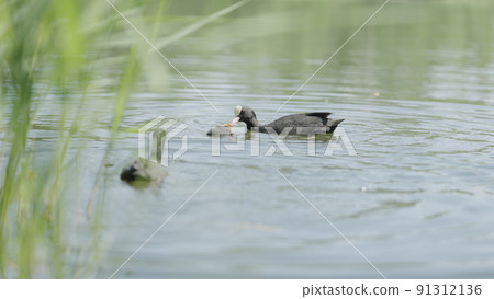 coot with babies swimming in a pond looking for food and feeding them coot with babies swimming in a pond looking for food and feeding them 91312136