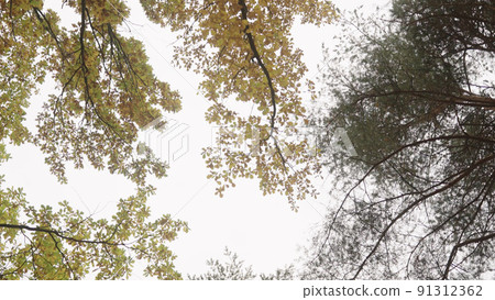 Sshot of autumn trees with fallen leaves in a park Sshot of autumn trees with fallen leaves in a park 91312362