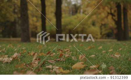 autumn background with fallen leaves in a park autumn background with fallen leaves in a park 91312399
