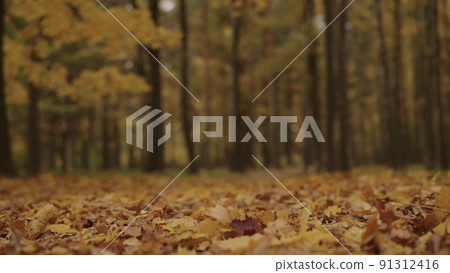 autumn background with fallen leaves in a park autumn background with fallen leaves in a park 91312416
