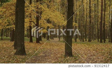autumn background with fallen leaves in a park autumn background with fallen leaves in a park 91312417