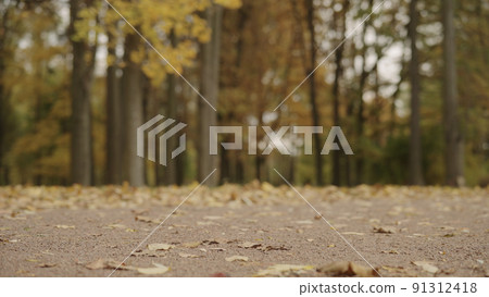 autumn background with fallen leaves in a park autumn background with fallen leaves in a park 91312418