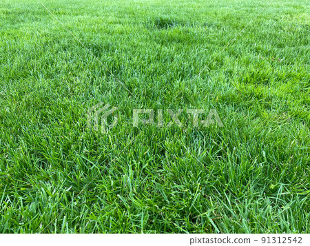 Beautiful green lawn. Fresh grass. 91312542