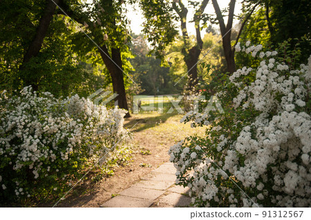 A path in the park illuminated by sunlight. 91312567