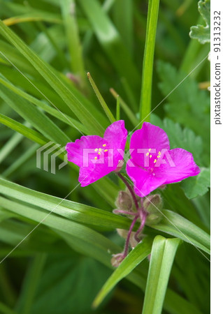 Tradescantia的紅紫色花[綠色背景] 91313232