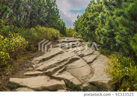 Mountain landscape with hiking trail and beautiful view. Summer outdoor activities. Babia Gora, Poland, Europe Mountain landscape with hiking trail and beautiful view. Summer outdoor activities. Babia Gora, Poland, Europe 91313525