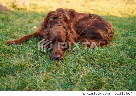 Selective focus of beautiful unhappy red Irish setter dog lying on green summer grass at garden 91313604