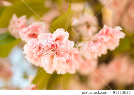 Cherry blossom flower in spring for background or copy space for text Cherry blossom flower in spring for background or copy space for text 91313623