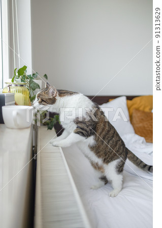 Tabby grey white cat leaning against the glass window at the house while looking smells a hot cup of tea on a window sill 91313629