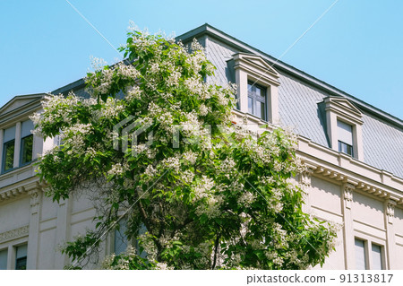 Bush grows next to residential buildings on the coast of Croatia. Summer landscapes in journey. Bush grows next to residential buildings on the coast of Croatia. Summer landscapes in journey. 91313817